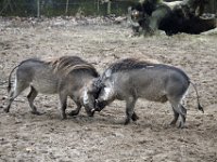 Zwijn1 : Others, Burger's Zoo