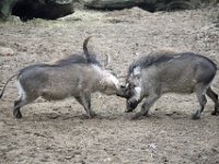Zwijn2 : Others, Burger's Zoo