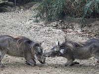 Zwijn3 : Others, Burger's Zoo
