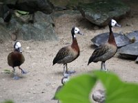 MG 0577 : Eenden, Schildpadden, Burger's Zoo