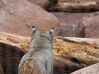 MG 0666 : Burger's Zoo, Lynx