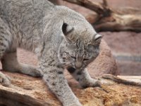 MG 0672 : Burger's Zoo, Lynx