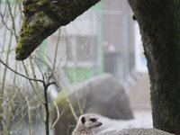 MG 0752 : Meerkats (Stokstaartje), Burger's Zoo