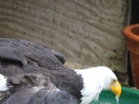 IMG 1304 : Cotswolds Falconry, Roofvogels, Adelaars