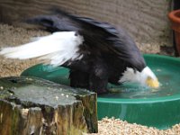 IMG 1309 : Cotswolds Falconry, Roofvogels, Adelaars