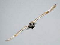 Joe in Flight2 : Cotswolds Falconry, Roofvogels, Uilen
