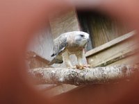Prooi : Cotswolds Falconry, Roofvogels, Valken