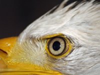 Wotan Eye : Cotswolds Falconry, Roofvogels, Adelaars
