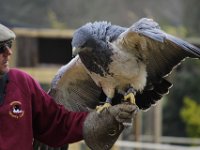 MG 1051 : Cotswolds Falconry, Roofvogels, Adelaars