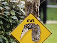 MG 1053 : Cotswolds Falconry, Roofvogels
