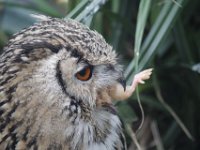 MG 1082 : Cotswolds Falconry, Roofvogels, Uilen