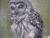 MG 1091 : Cotswolds Falconry, Roofvogels, Uilen
