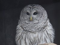 MG 1095 : Cotswolds Falconry, Roofvogels, Uilen