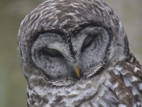 MG 1097 : Cotswolds Falconry, Roofvogels, Uilen