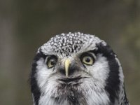 MG 1103 : Cotswolds Falconry, Roofvogels, Uilen