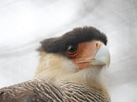 MG 1109 : Cotswolds Falconry, Roofvogels