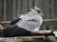 Cotswold Falconry