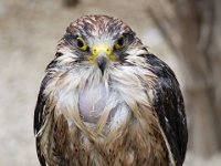 MG 1129 : Cotswolds Falconry, Roofvogels, Valken