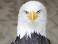 MG 1135 : Cotswolds Falconry, Roofvogels, Adelaars