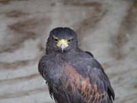 MG 1138 : Cotswolds Falconry, Roofvogels, Haviken