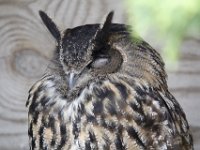 MG 1144 : Cotswolds Falconry, Roofvogels, Uilen