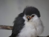 MG 1147 : Cotswolds Falconry, Roofvogels, Valken