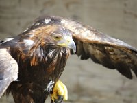 MG 1150 : Cotswolds Falconry, Roofvogels, Adelaars