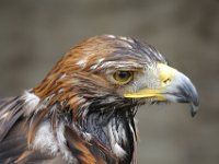 MG 1160 : Cotswolds Falconry, Roofvogels, Adelaars