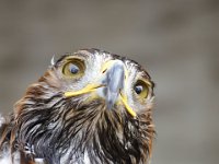 MG 1162 : Cotswolds Falconry, Roofvogels, Adelaars