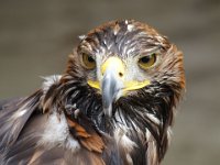 MG 1164 : Cotswolds Falconry, Roofvogels, Adelaars