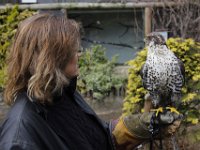 MG 1179 : Cotswolds Falconry, Roofvogels, Valken