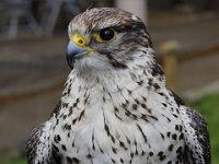 MG 1185 : Cotswolds Falconry, Roofvogels, Valken