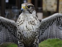 MG 1186 : Cotswolds Falconry, Roofvogels, Valken