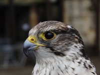 MG 1187 : Cotswolds Falconry, Roofvogels, Valken