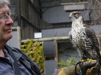 MG 1192 : Cotswolds Falconry, Roofvogels, Valken