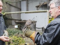MG 1200 : Cotswolds Falconry, Roofvogels, Valken