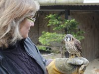 MG 1201 : Cotswolds Falconry, Roofvogels, Valken