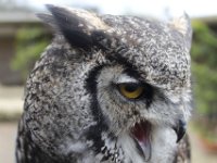 MG 1212 : Cotswolds Falconry, Roofvogels, Uilen