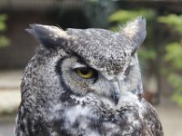 MG 1220 : Cotswolds Falconry, Roofvogels, Uilen