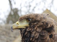 MG 1234 : Cotswolds Falconry, Roofvogels, Adelaars