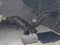 MG 1246 : Cotswolds Falconry, Roofvogels, Gieren