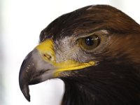 MG 1254 : Cotswolds Falconry, Roofvogels, Adelaars