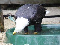 MG 1296 : Cotswolds Falconry, Roofvogels, Adelaars