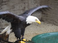 MG 1317 : Cotswolds Falconry, Roofvogels, Adelaars