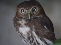 MG 1322 : Cotswolds Falconry, Roofvogels, Uilen