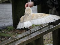 MG 1332 : Cotswolds Falconry, Roofvogels, Uilen