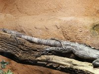 Lizards