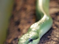 Red Tailed Racer : Cotswold Wildlife Park, Snakes