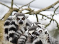 Rollercoaster : Cotswold Wildlife Park, Lemurs