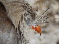 MG 1352 : Birds, Cotswold Wildlife Park